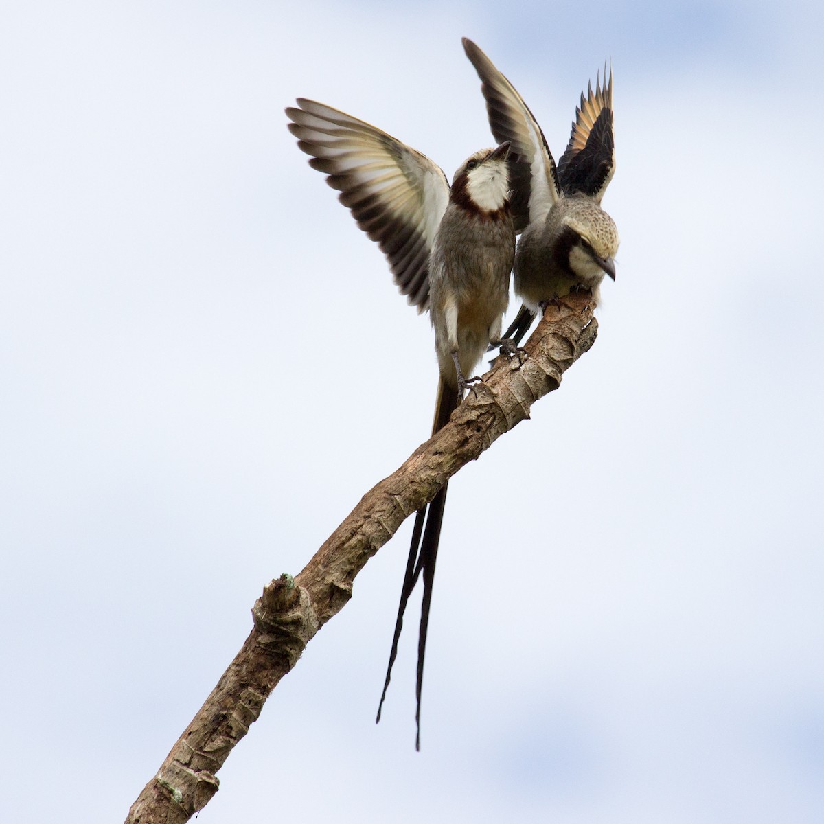 Streamer-tailed Tyrant - ML233112231