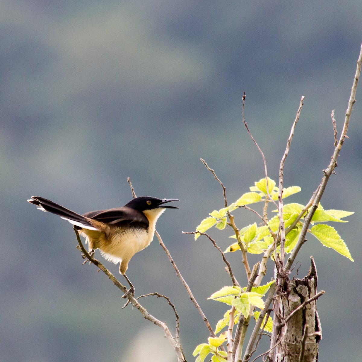 Black-capped Donacobius - ML233112501