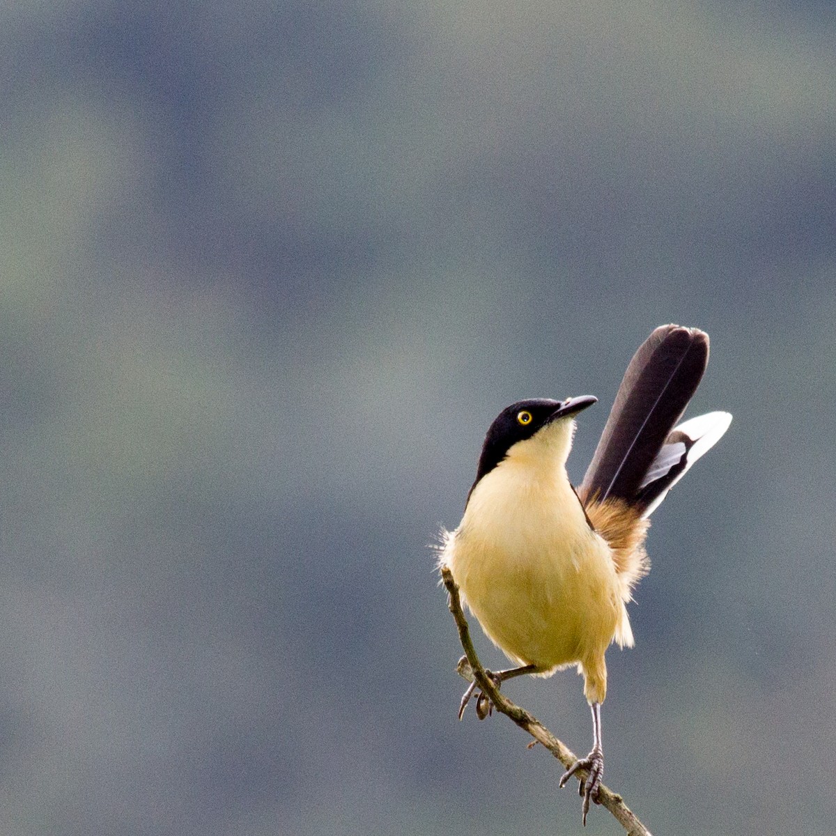 Black-capped Donacobius - ML233112541