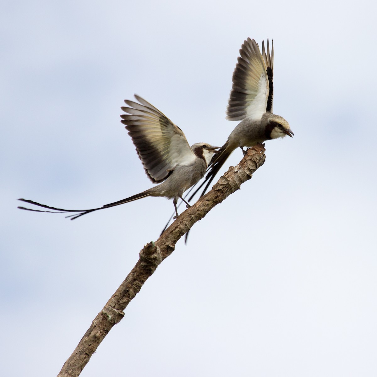 Streamer-tailed Tyrant - ML233112561