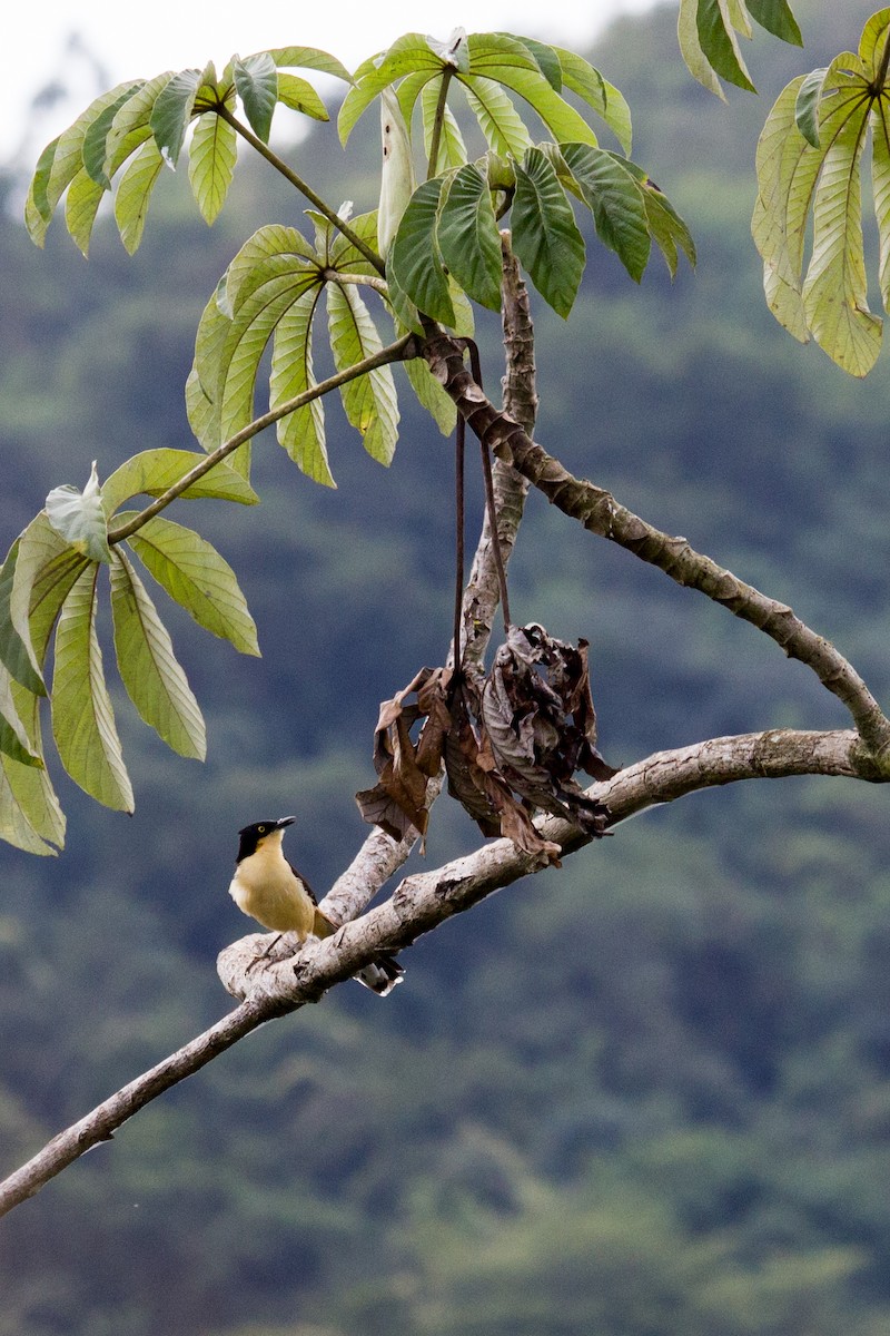 Black-capped Donacobius - ML233112591
