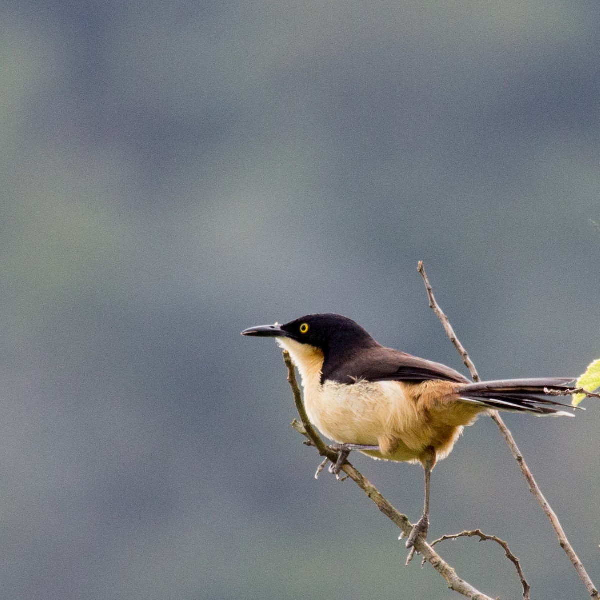 Black-capped Donacobius - ML233112611