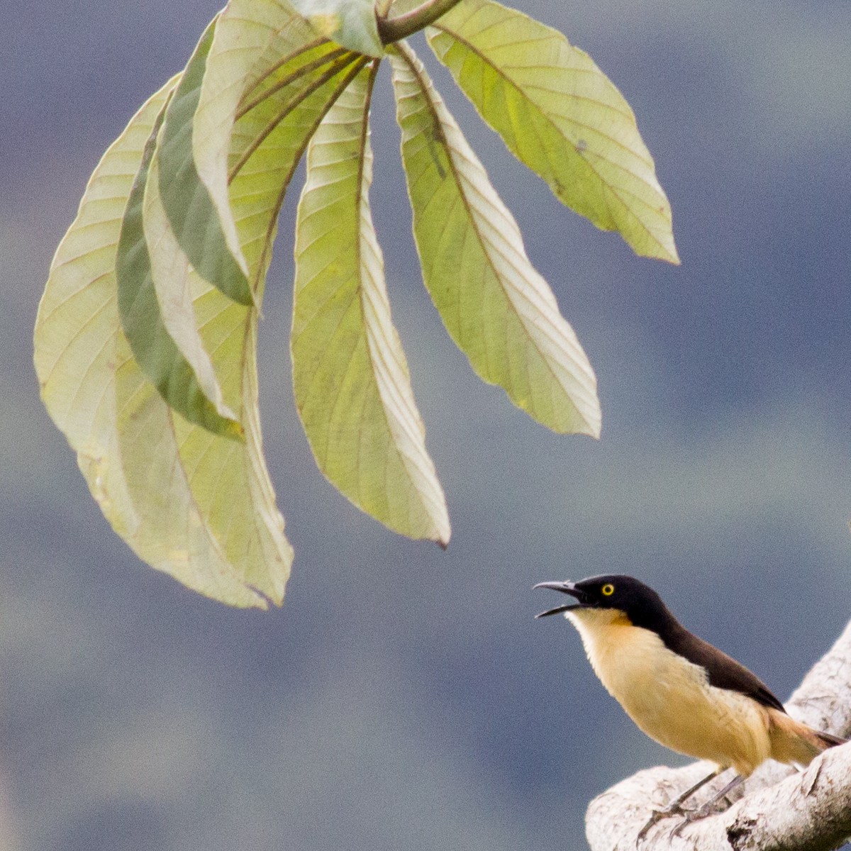 Black-capped Donacobius - ML233112651