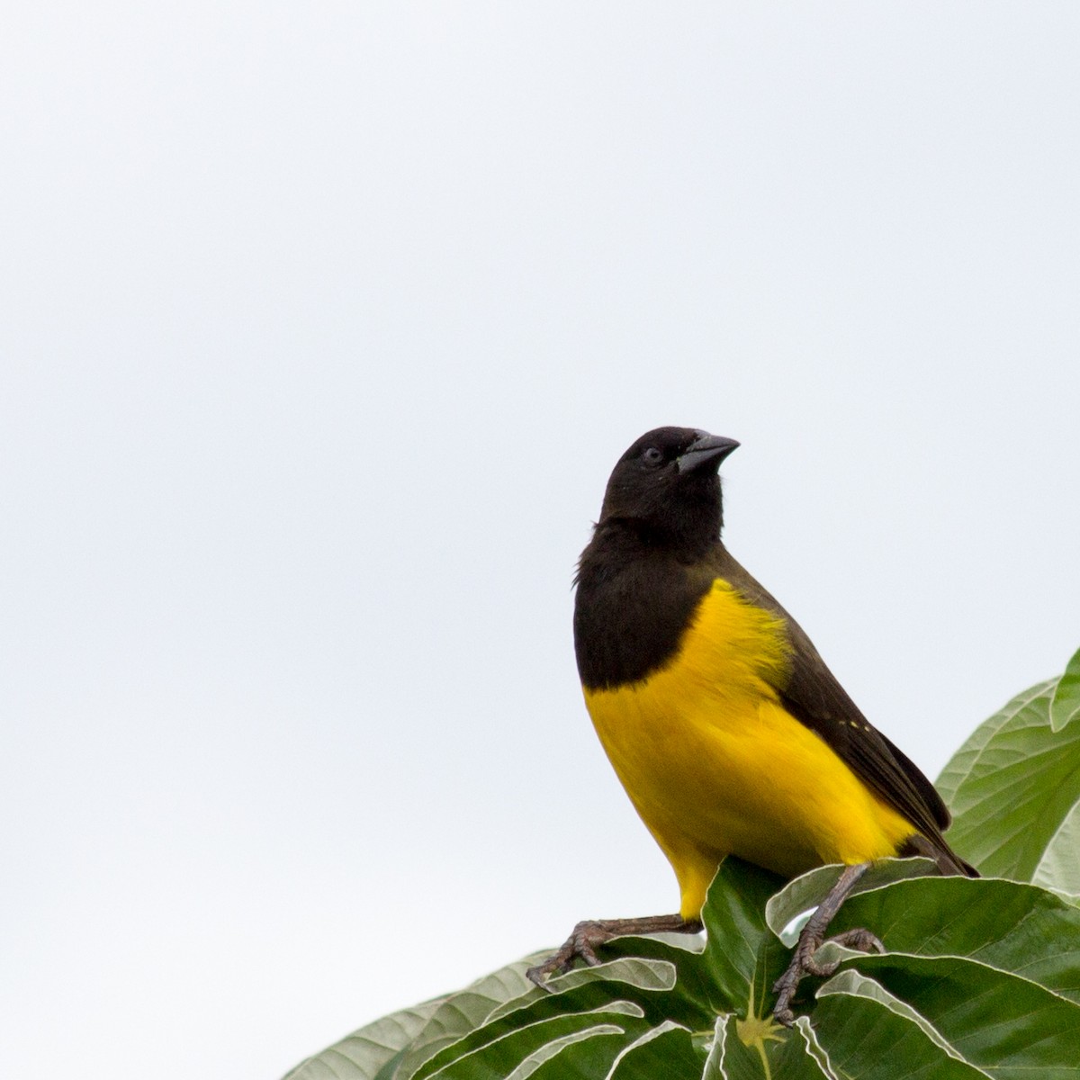 Yellow-rumped Marshbird - ML233112721