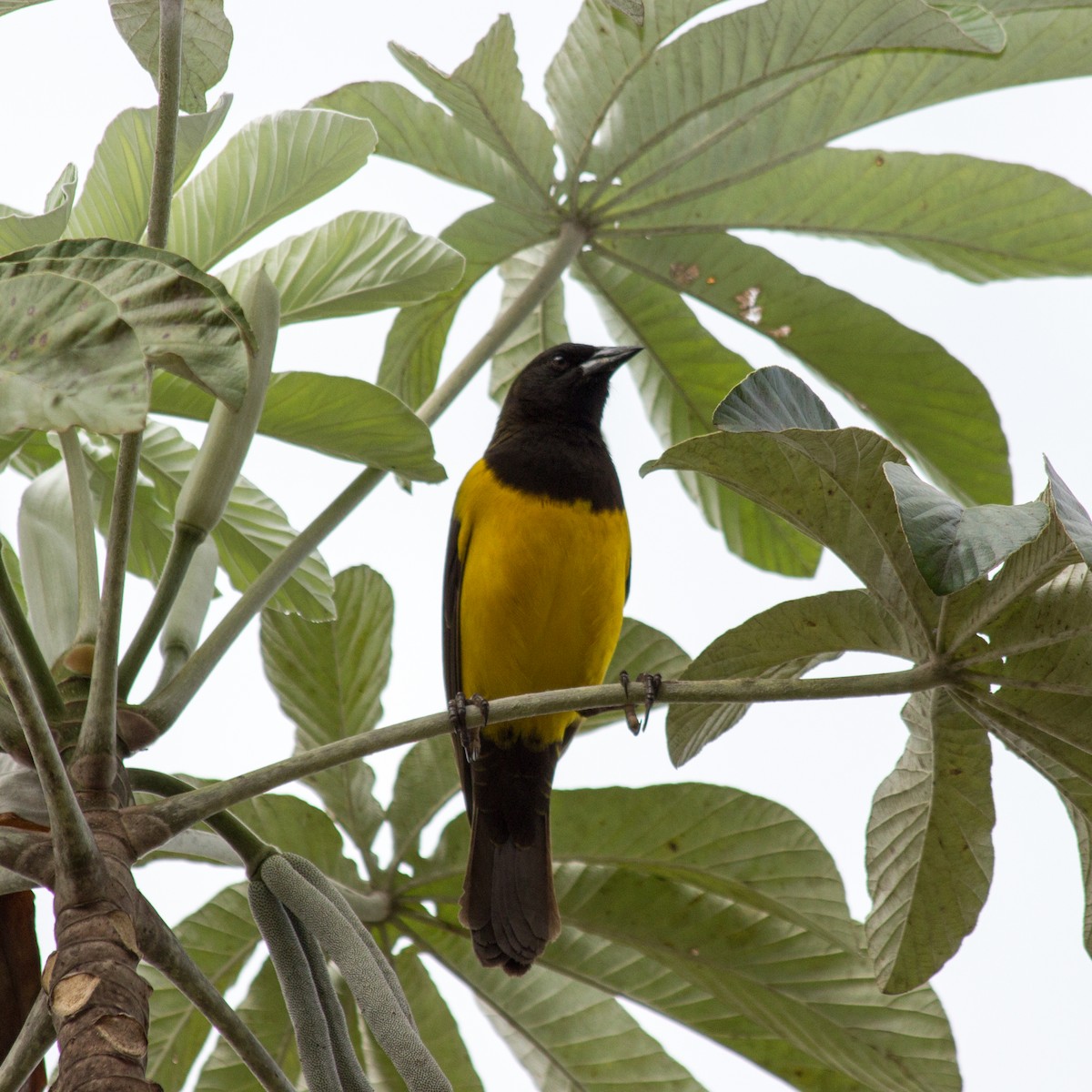 Yellow-rumped Marshbird - ML233112801