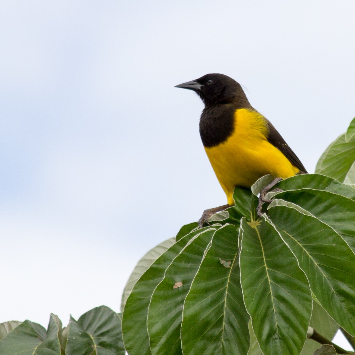 Yellow-rumped Marshbird - ML233112831