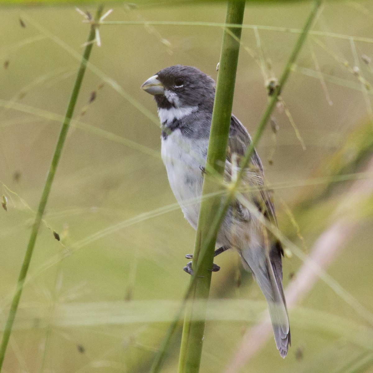 Double-collared Seedeater - ML233112871