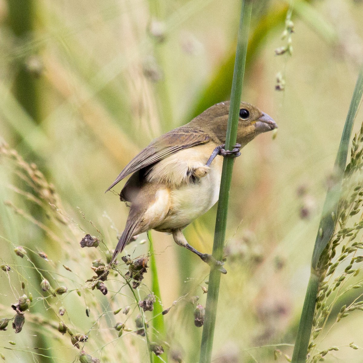 Double-collared Seedeater - ML233112941