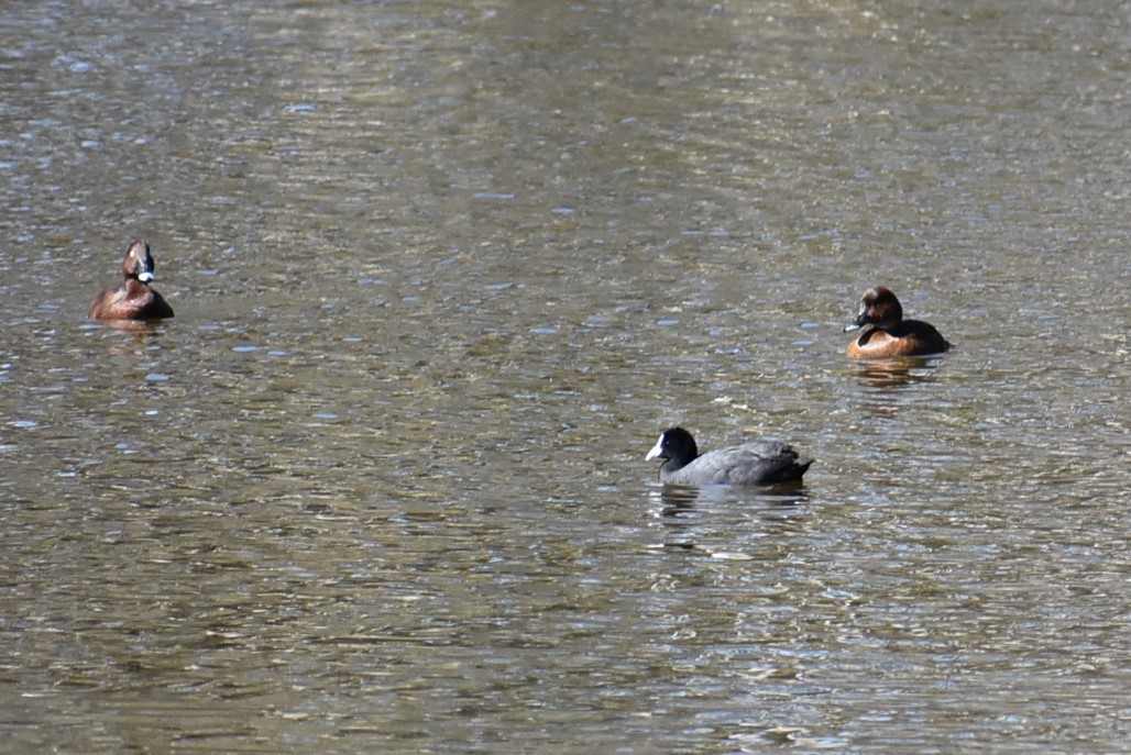 Eurasian Coot - ML233113071