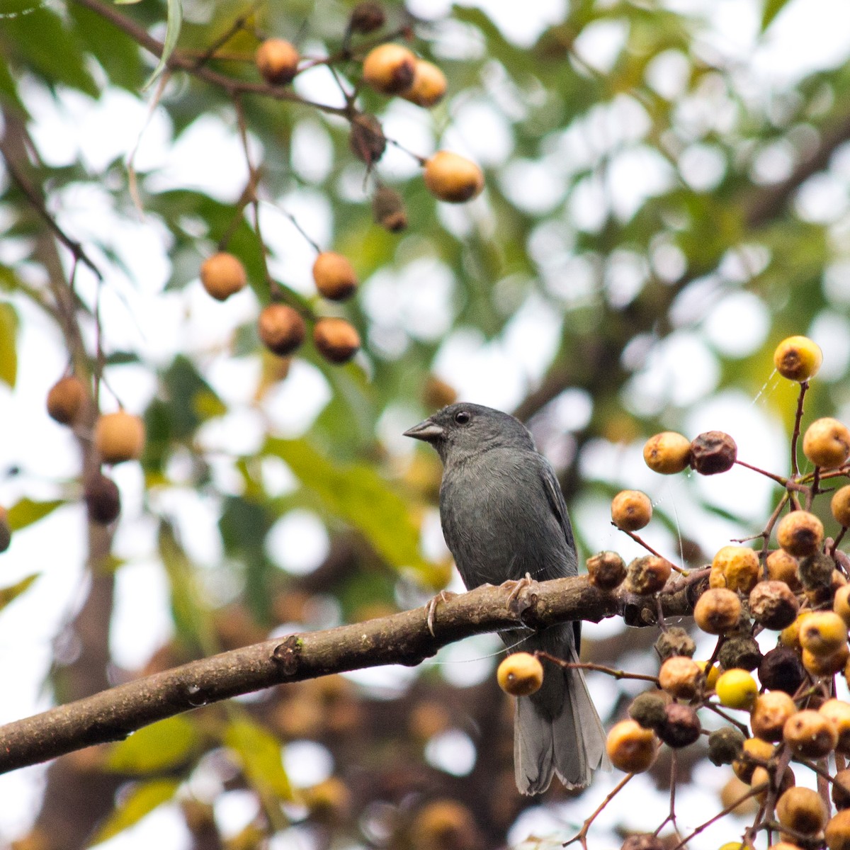 Uniform Finch - ML233113201