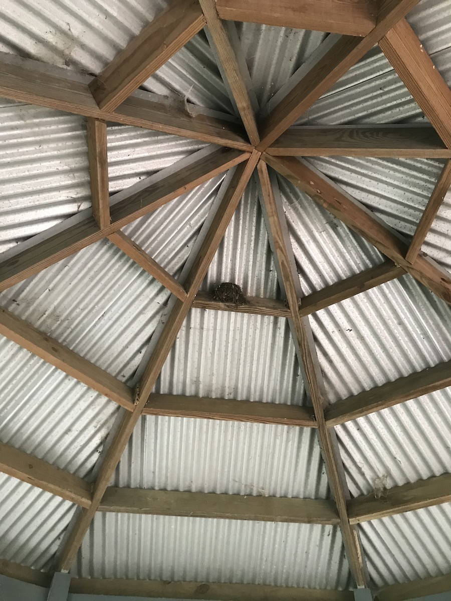 passerine sp. - ML233114721