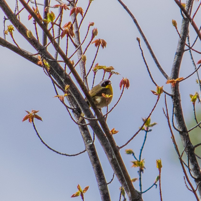 Common Yellowthroat - ML233114761