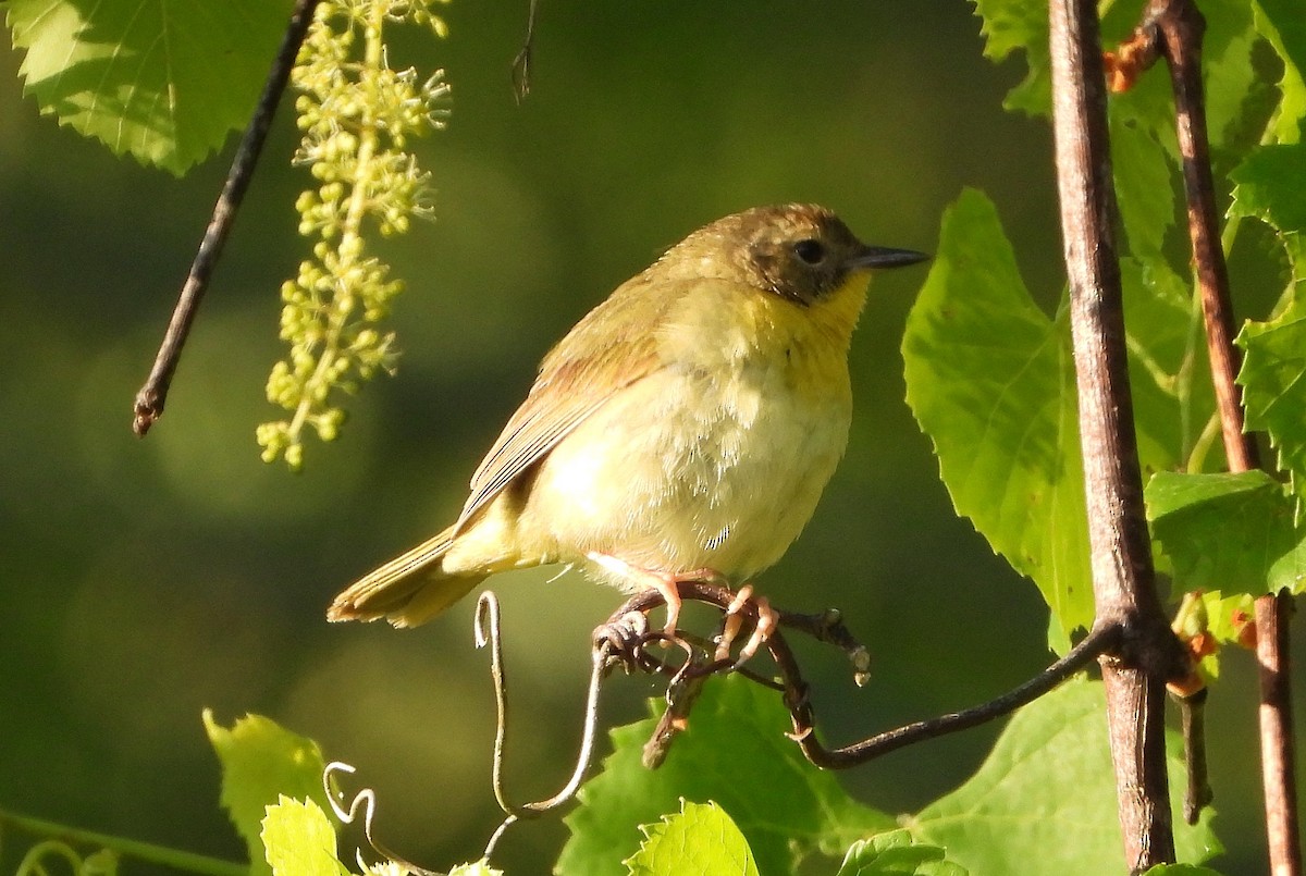 Common Yellowthroat - ML233115421