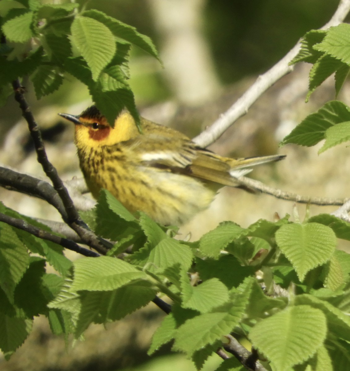Cape May Warbler - ML233115831