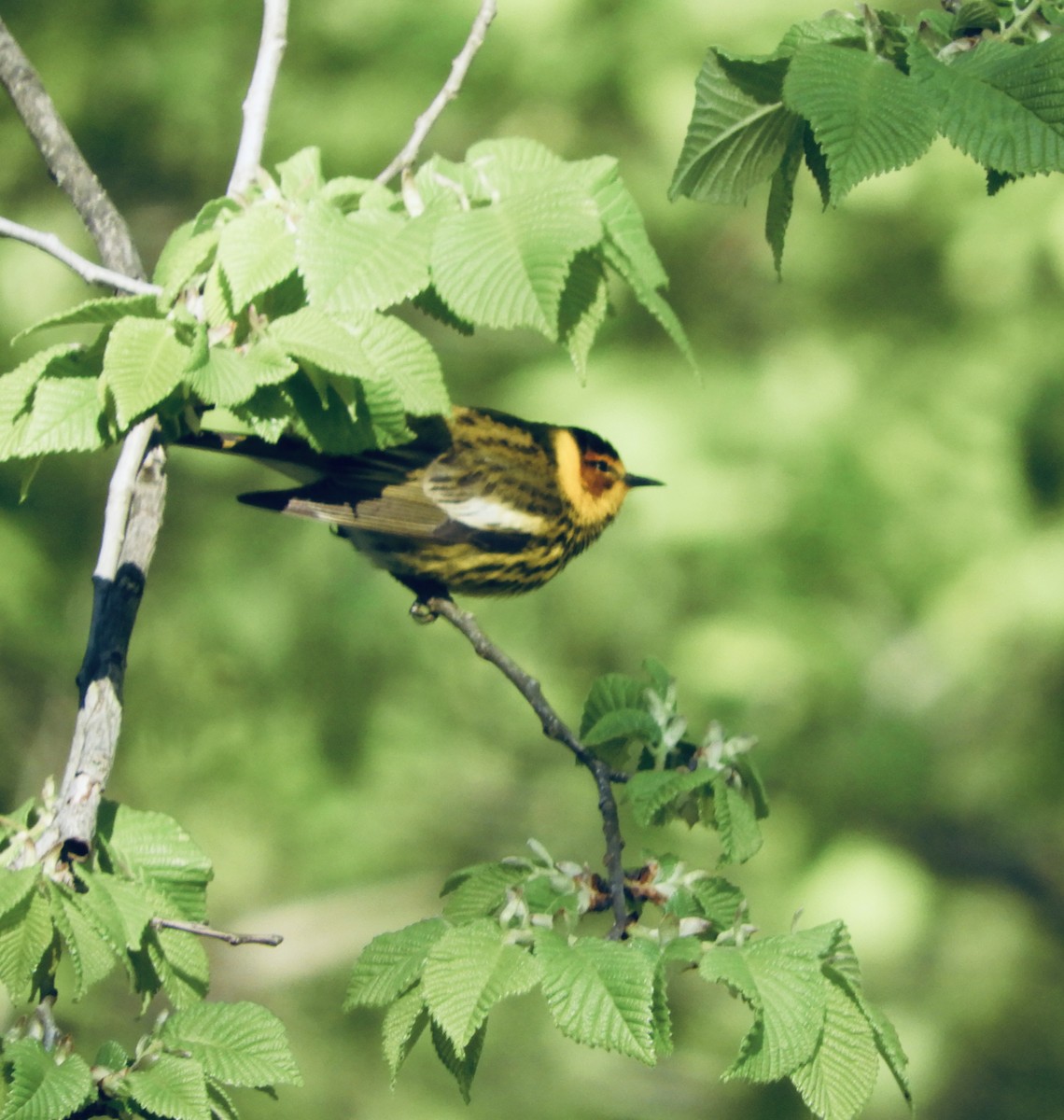 Cape May Warbler - ML233115941