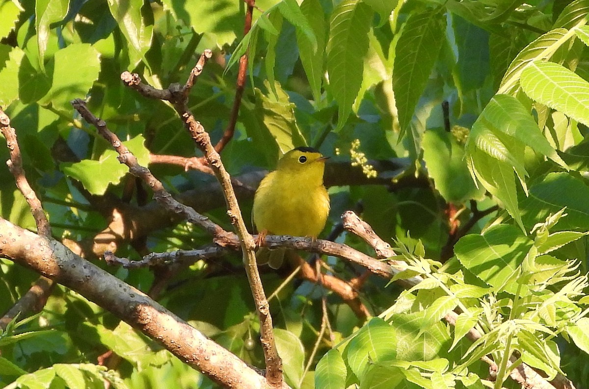 Wilson's Warbler - Ron Furnish