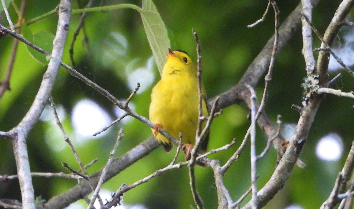 Wilson's Warbler - Ron Furnish