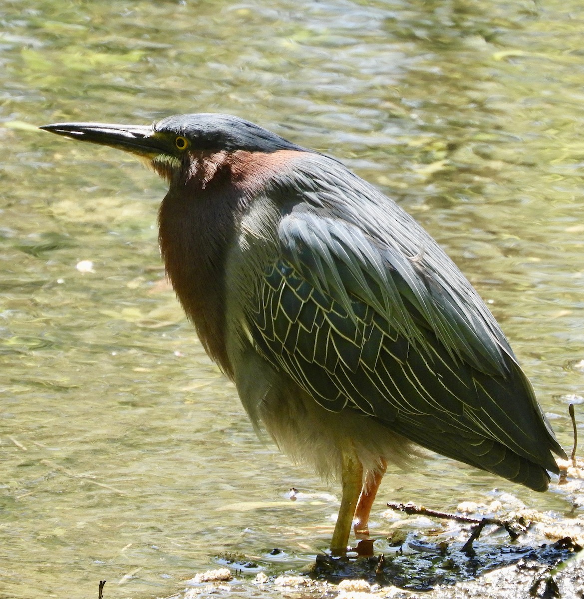 Green Heron - ML233116571