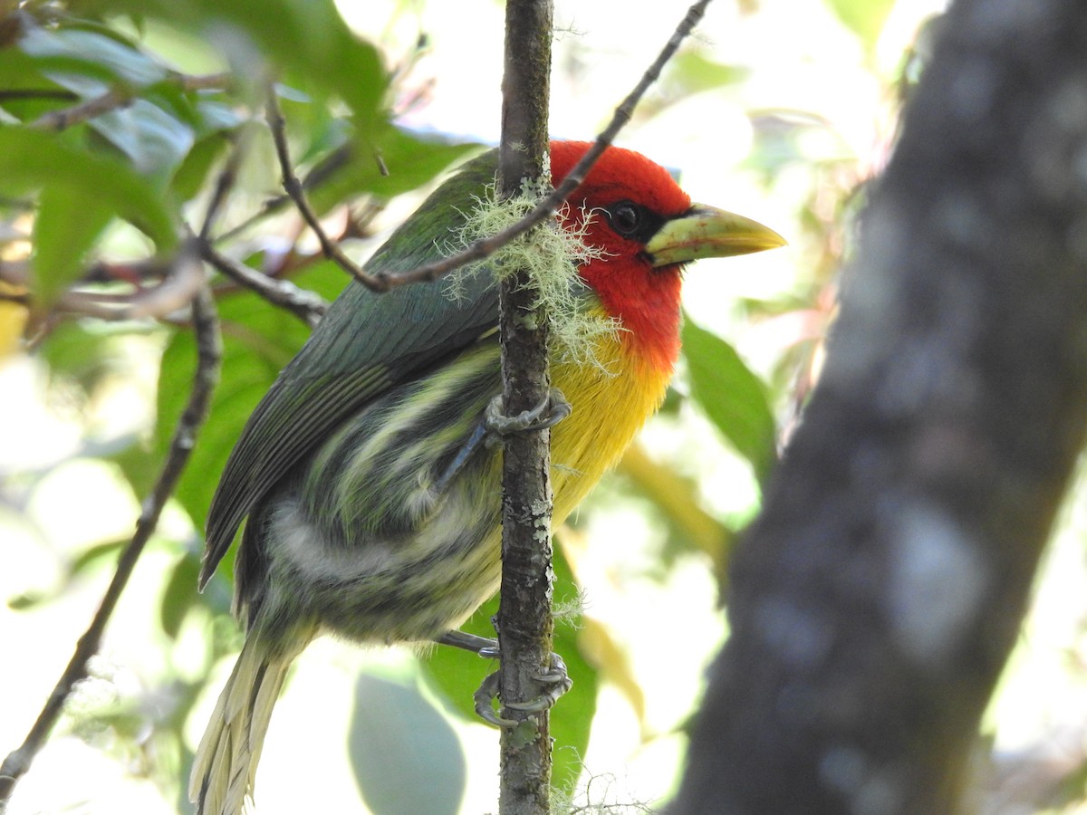 Red-headed Barbet - ML233116771