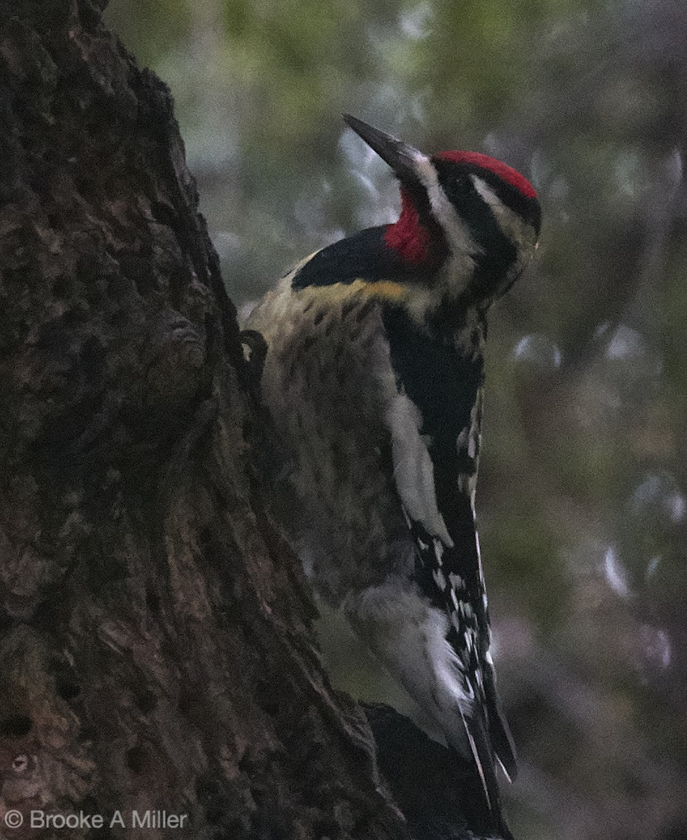 Yellow-bellied Sapsucker - ML23311811