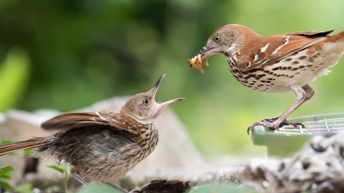 Brown Thrasher - ML233118581