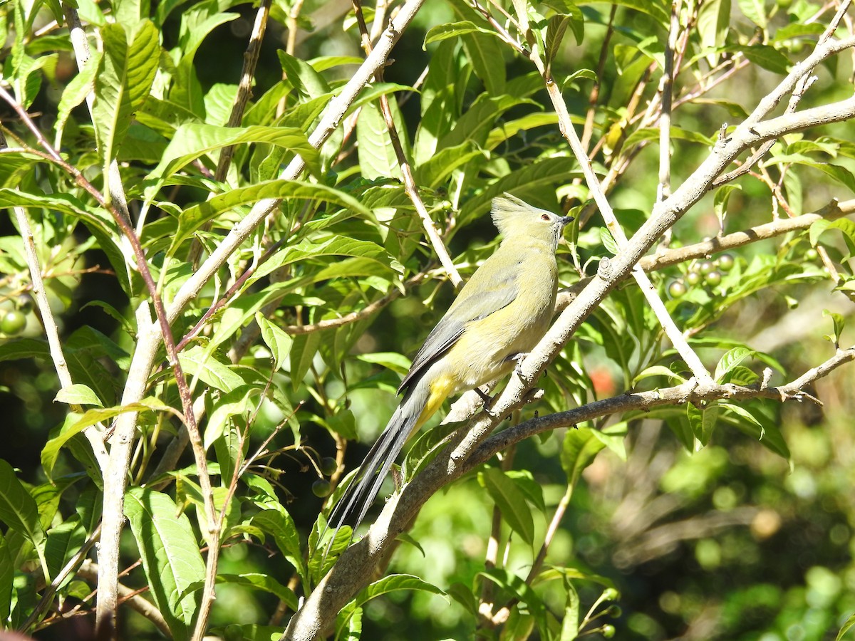 Long-tailed Silky-flycatcher - ML233118591