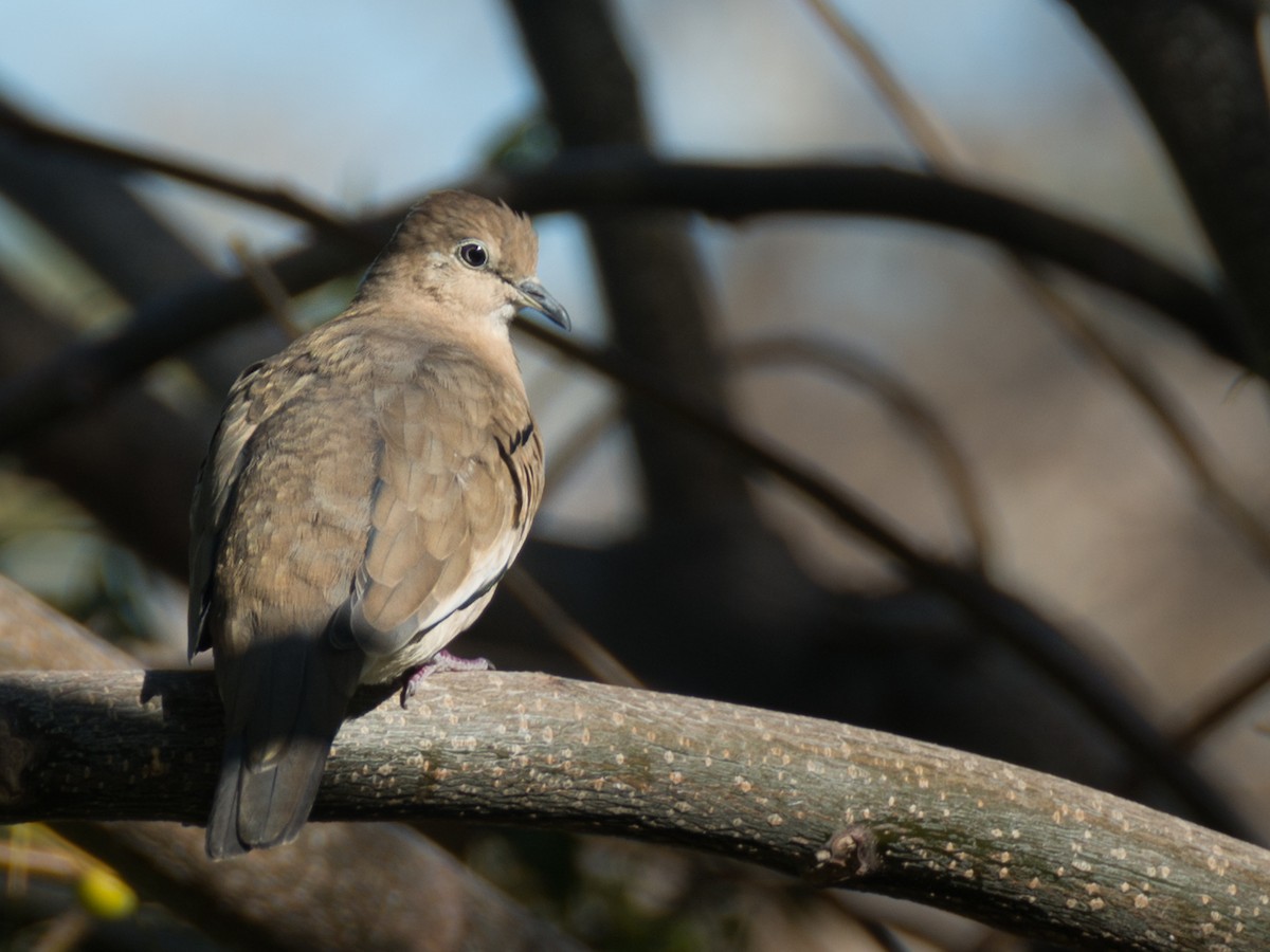 Picui Ground Dove - ML233120101