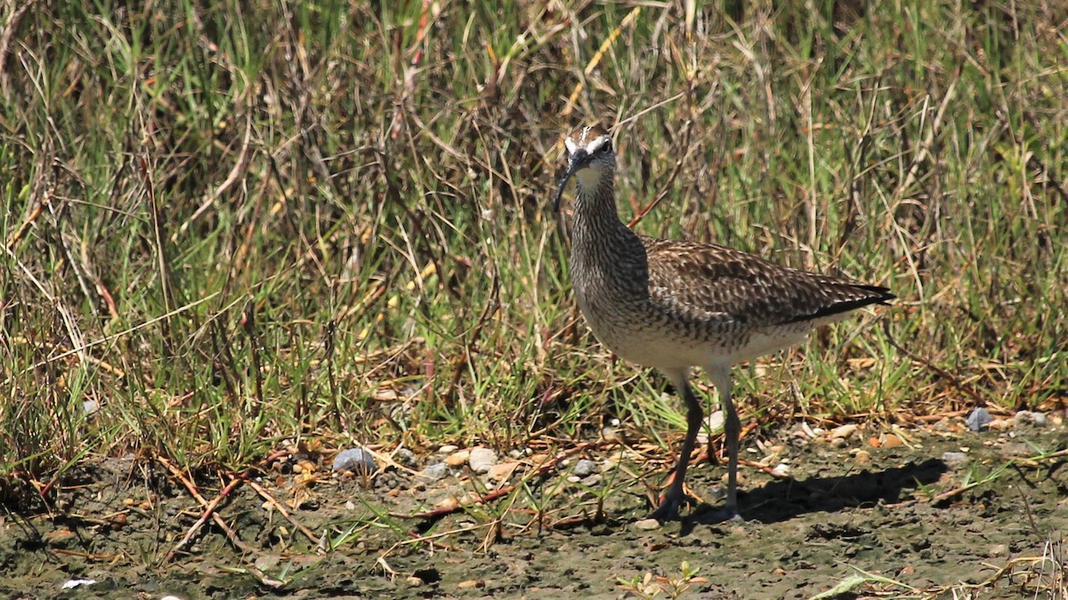 Regenbrachvogel - ML233120221