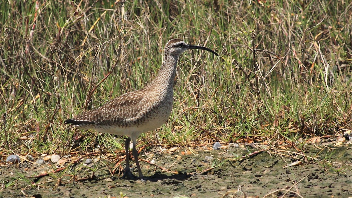 Whimbrel - ML233120281