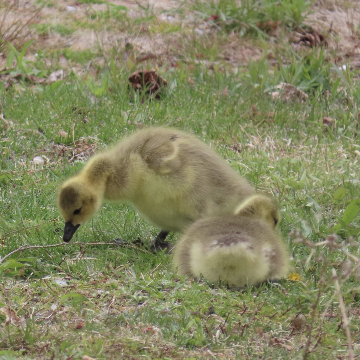 Canada Goose - ML233121611