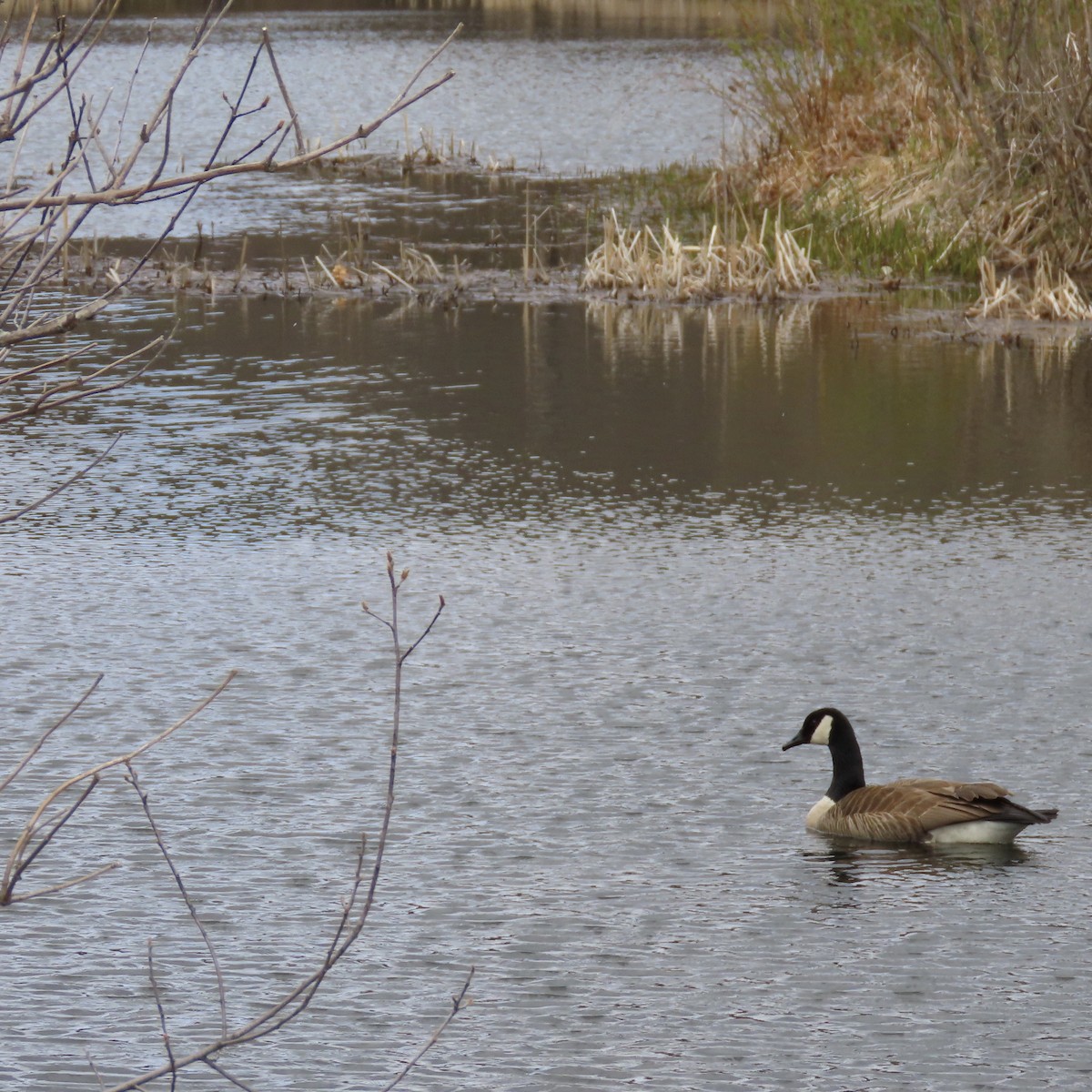 Canada Goose - ML233121621