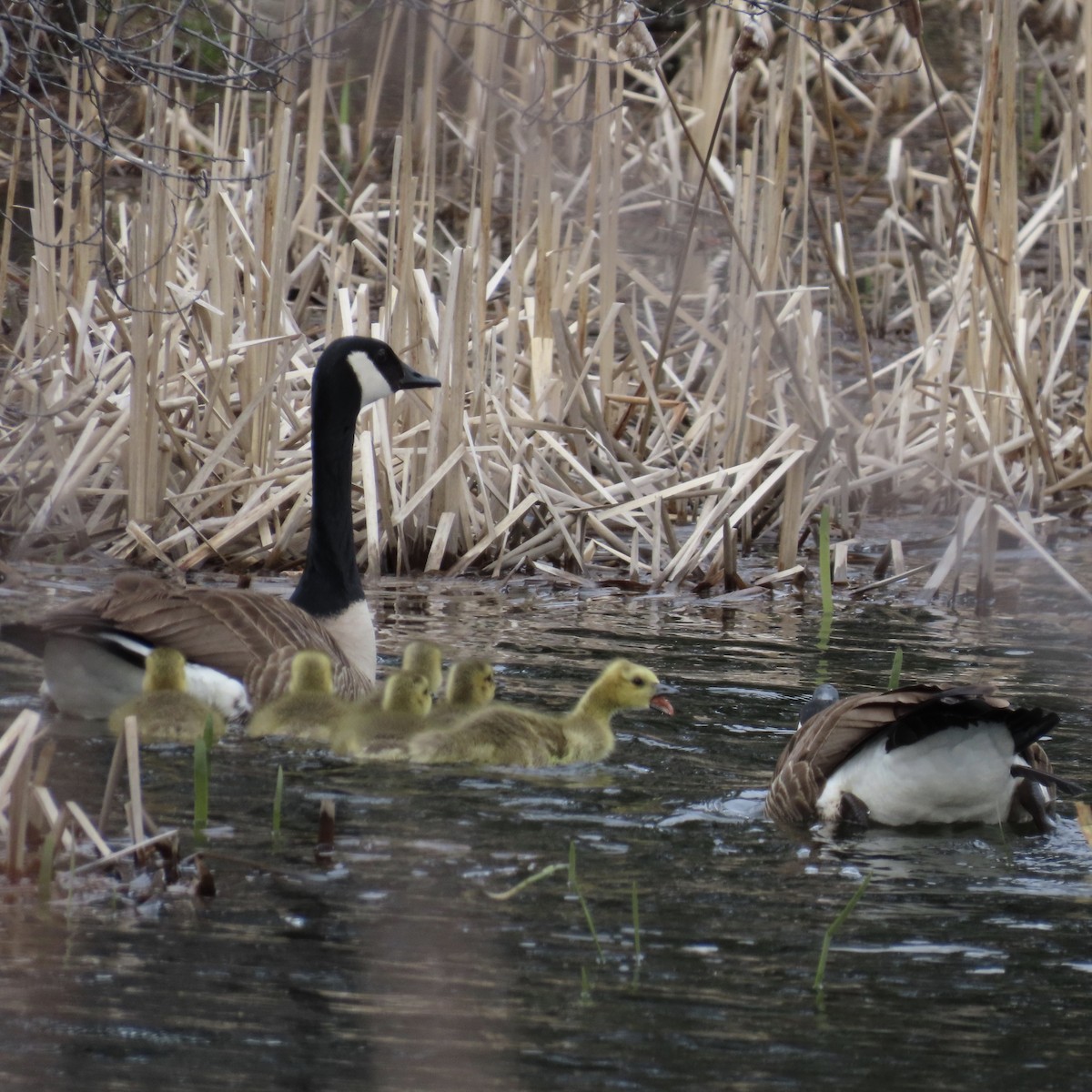 Canada Goose - ML233122361