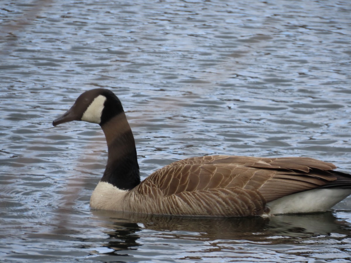 Canada Goose - ML233122391