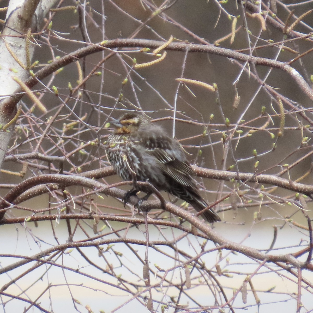 Red-winged Blackbird - ML233123821