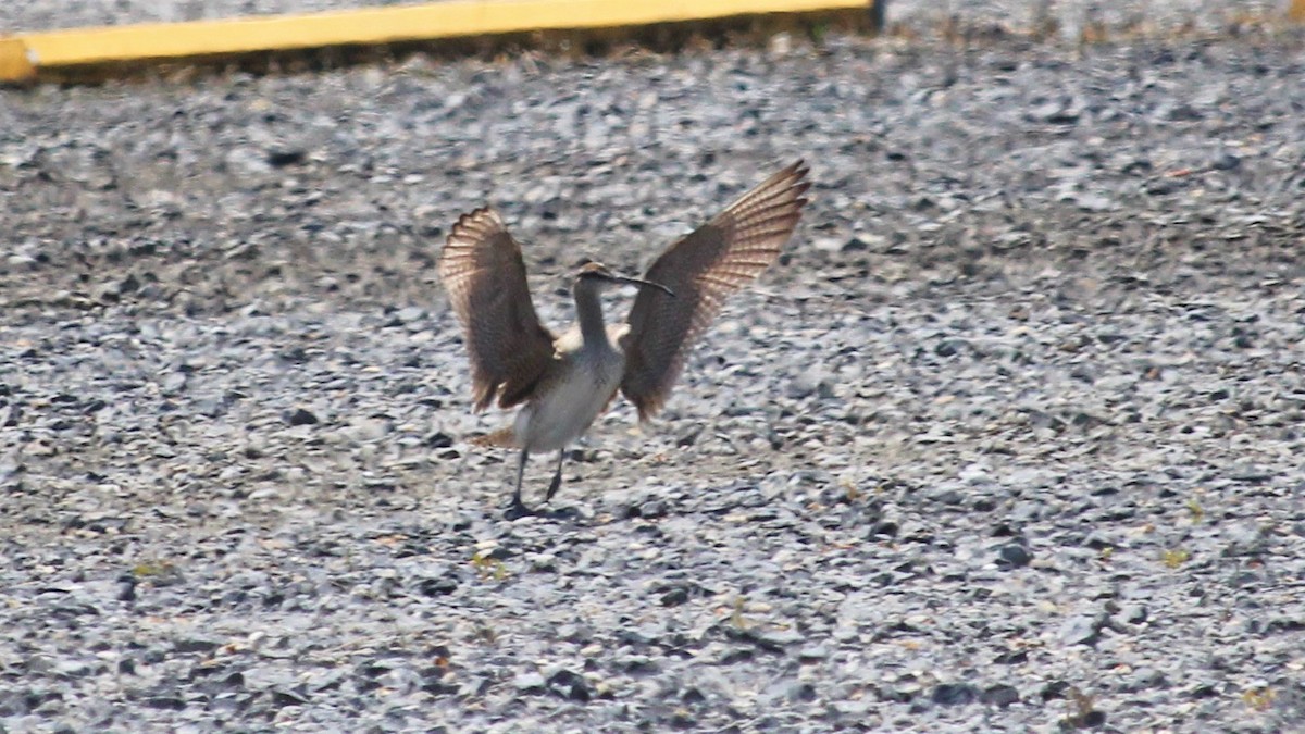 Whimbrel - ML233124491