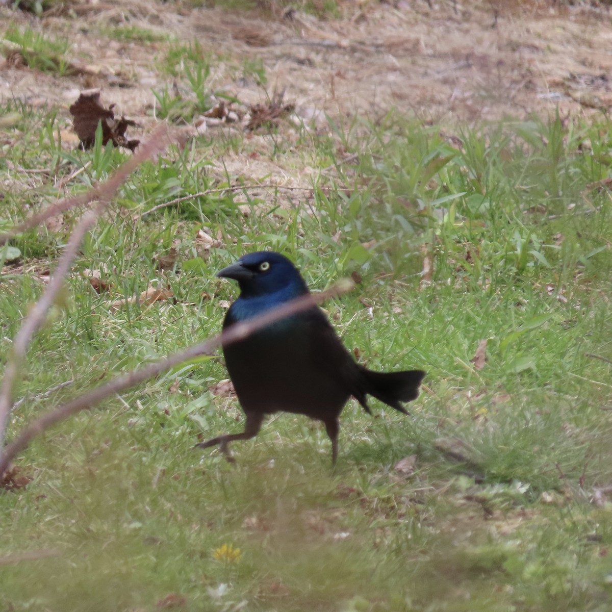 Common Grackle - ML233124661