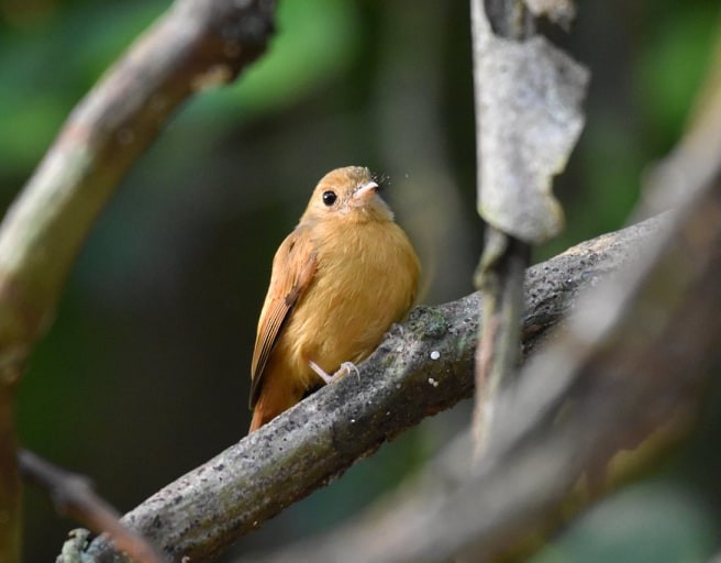 Ruddy-tailed Flycatcher - ML233125381