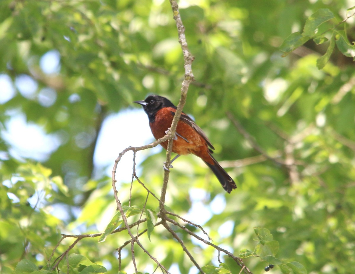 Orchard Oriole - ML233126081
