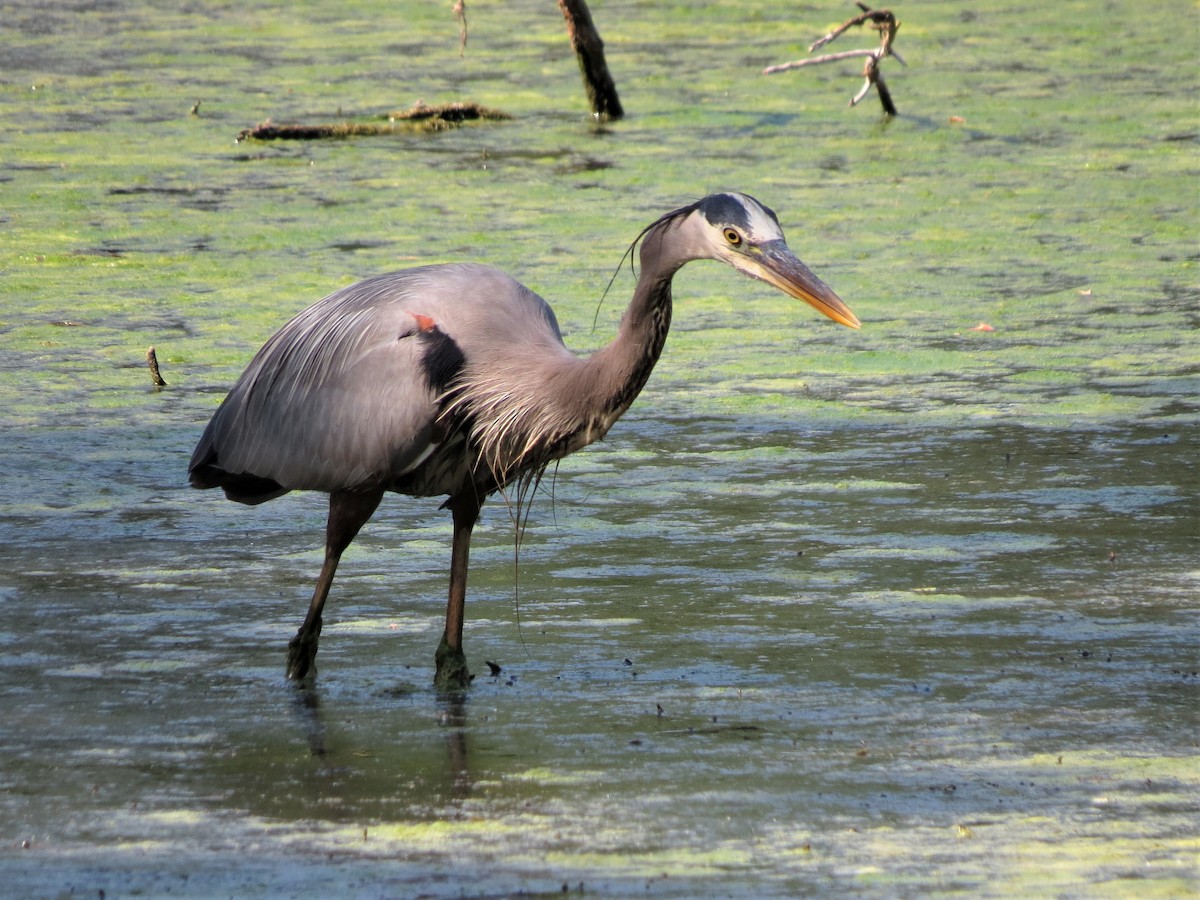 Great Blue Heron - ML233126291