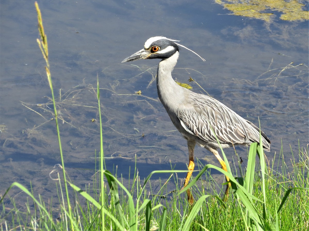 Yellow-crowned Night Heron - ML233126441