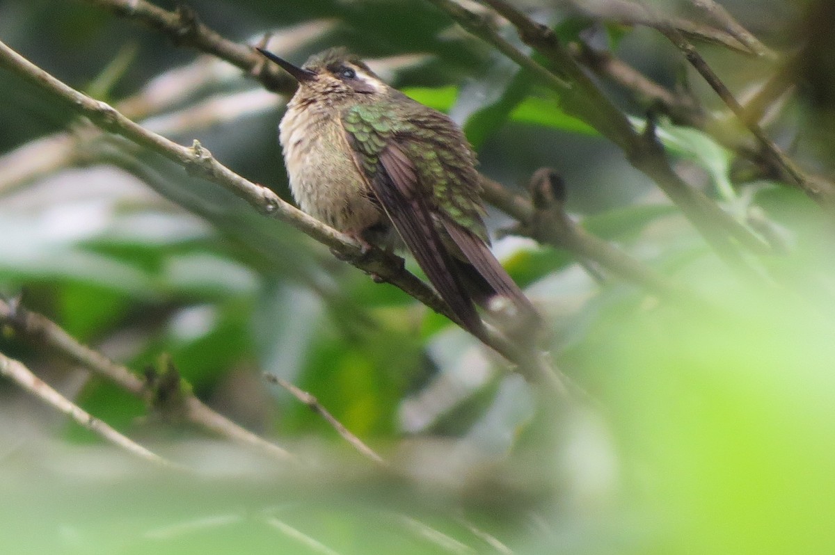Speckled Hummingbird - Parque Nacional de Cutervo - SERNANP