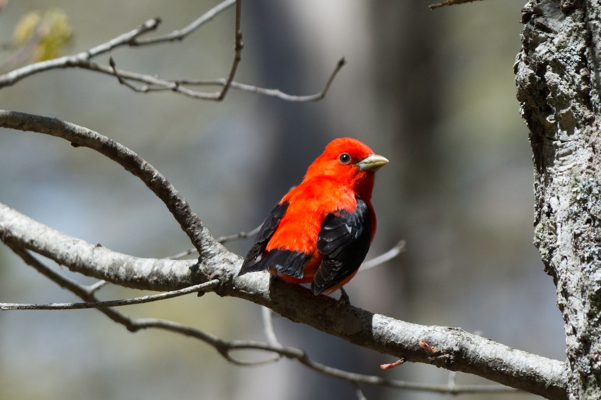 Scarlet Tanager - ML233127371