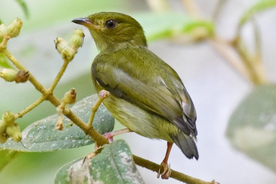 Fiery-capped Manakin - ML233128191