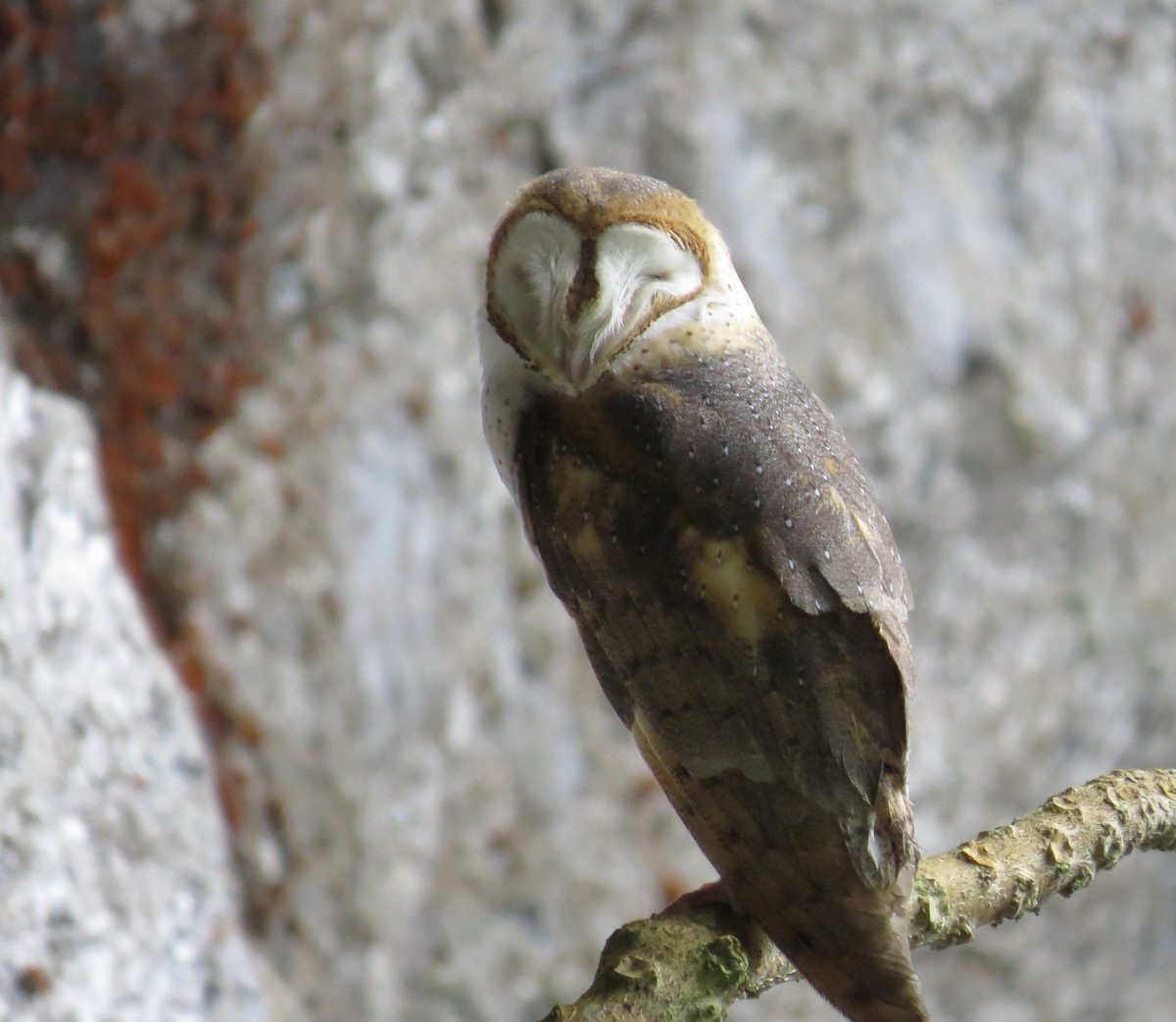 Barn Owl - ML233128461