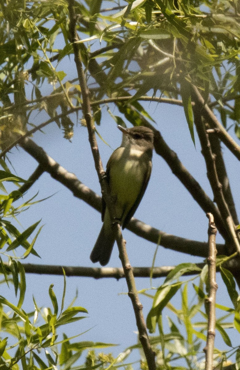 Willow Flycatcher - Ed Corey