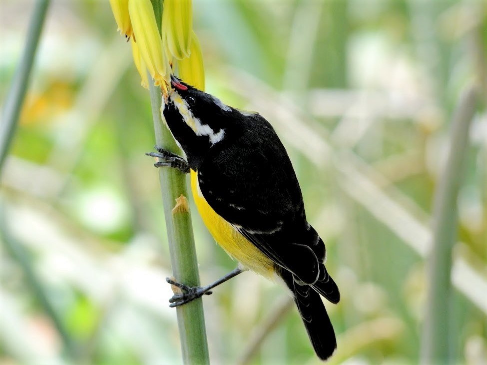 Bananaquit - Anya Auerbach