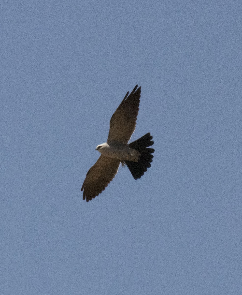 Mississippi Kite - ML233130611