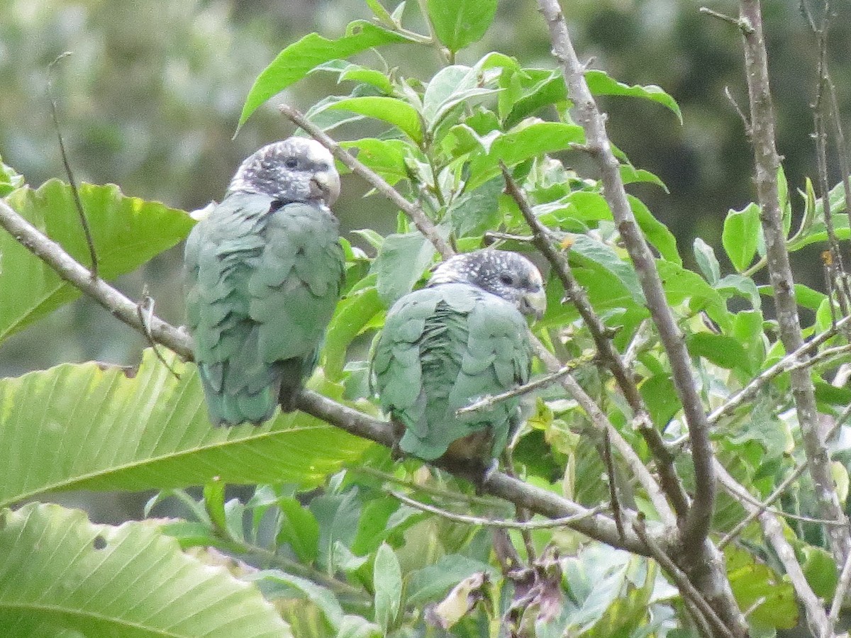 Speckle-faced Parrot - ML233131041