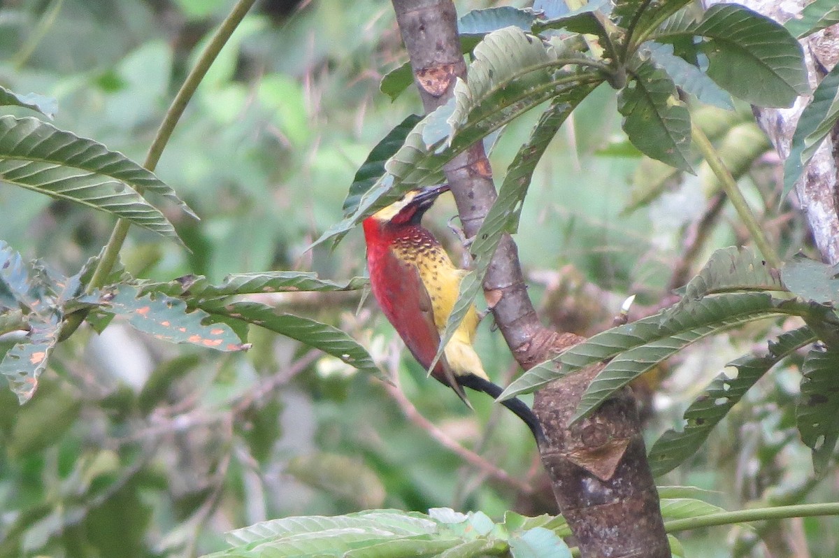 Crimson-mantled Woodpecker - Parque Nacional de Cutervo - SERNANP
