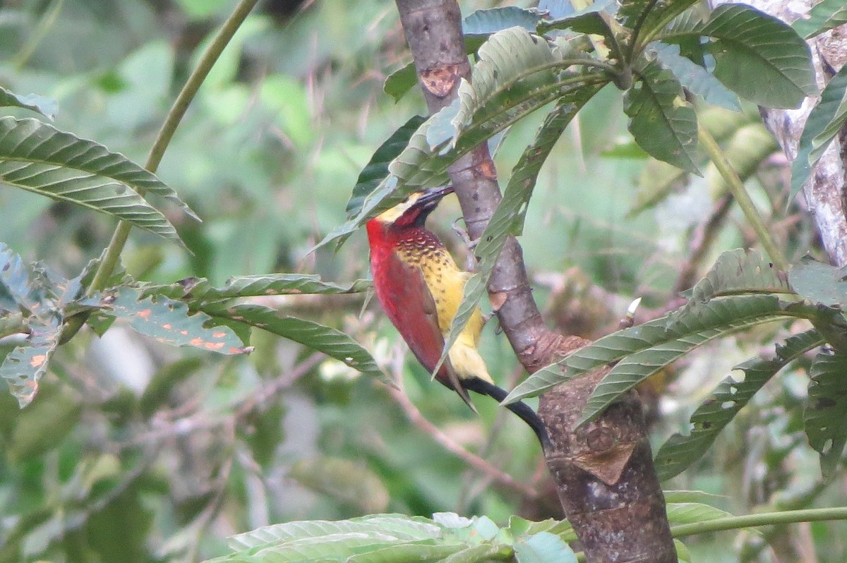 Crimson-mantled Woodpecker - ML233134271